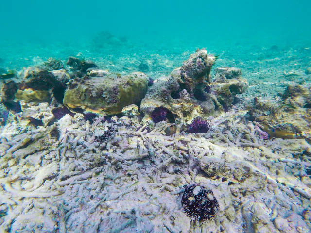 Degraded reef site with coral skeletons by Reef Patrol