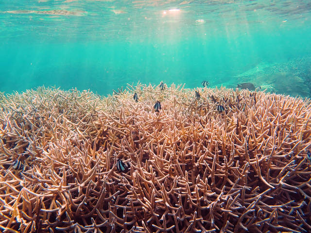 Staghorn coral reef site by Reef Patrol