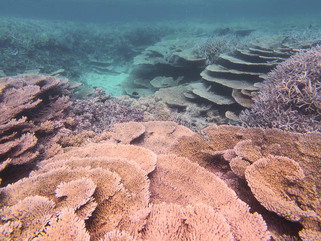 Huge table coral stands by Reef Patrol