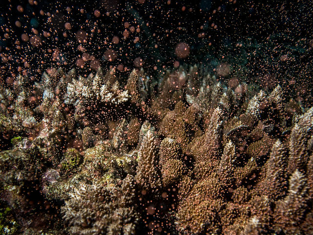 Coral gametes fill the water column during spawning by Paul Selvaggio