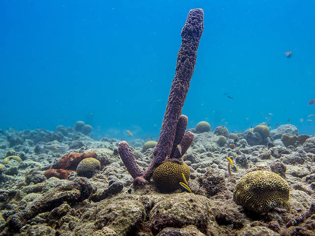 ocean coral reef biome