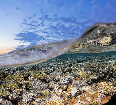 Our work | SECORE International - giving coral reefs a future