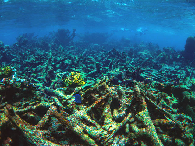 Coral Reefs: The Impacts of Coral Bleaching