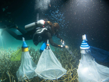 Collecting coral spawn by Reef Patrol