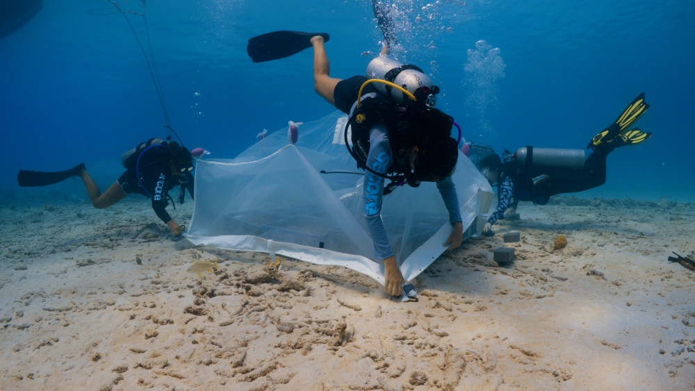 Setting up a seeding tent by Reef Patrol