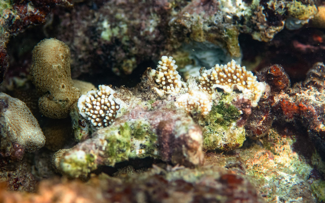 3.0. title pic Bred baby corals on the reef, photo credit_ Paul Selvaggio.jpg