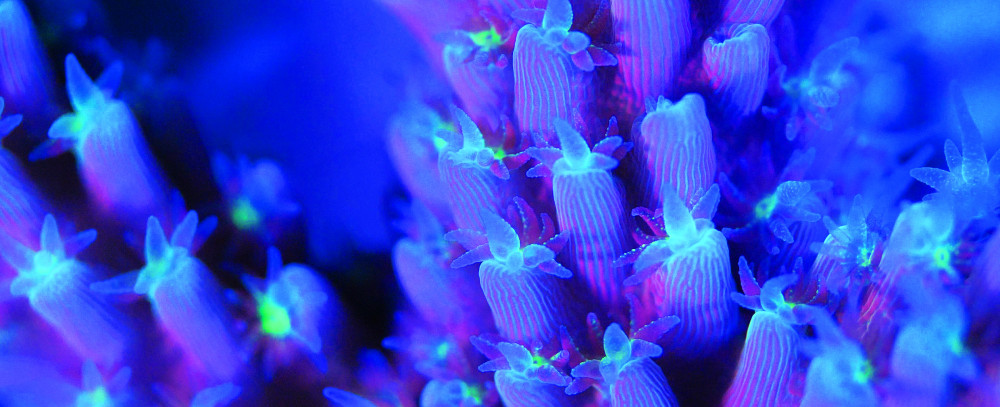 Coral close up under fluorescence light by Reef Patrol