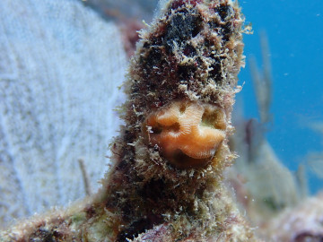 healthy baby coral on seeding unit by Raul Telco Renteria