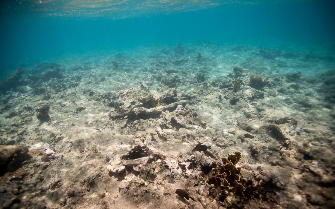 degraded reef site by Paul Selvaggio