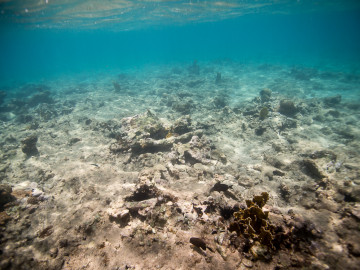 degraded reef site by Paul Selvaggio