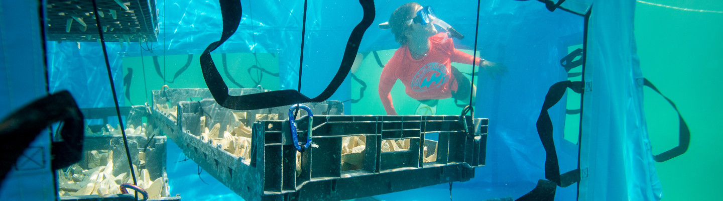 Coral spawning and restoration training, Bahamas (Paul A. Selvaggio)  (1).jpg