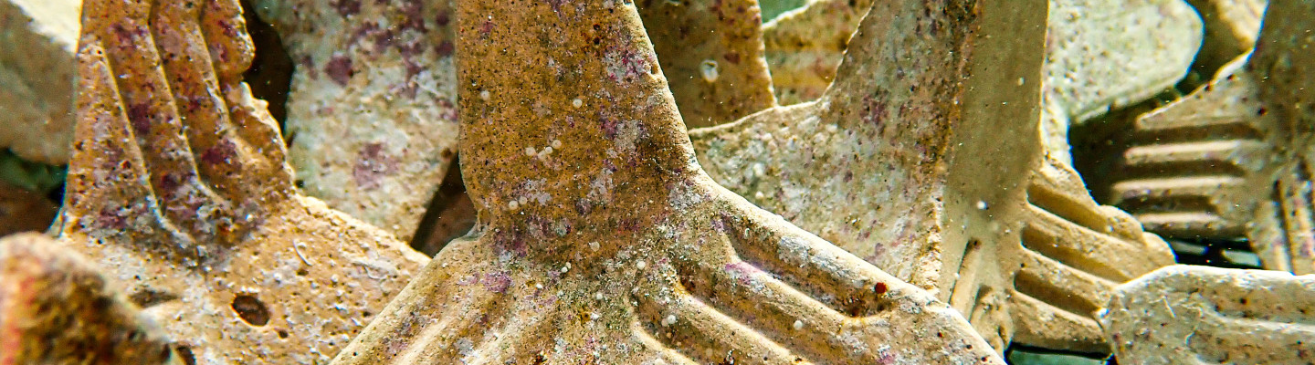 9-10 Seeding Units with coral babies, Mexico (Sandra Mendoza Quiroz)_rwrk.jpg