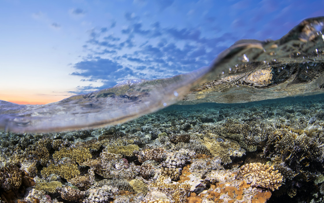 Learn more about corals and turn the tide for our reefs by Zach Ransom